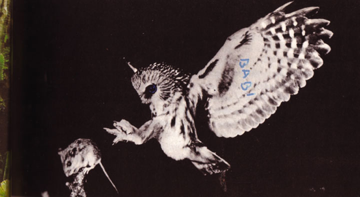 into the woods tonight